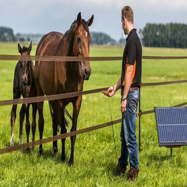 Horse Grazing Solar Electric Fence